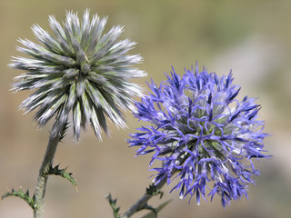 The plant of the spherical-headed muzzle blooms with blue tubular flowers on the sandy shore.