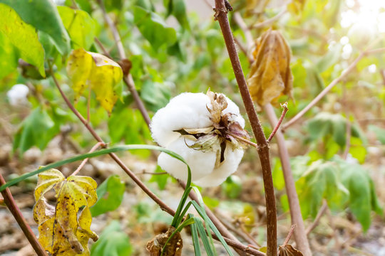Cotton Grown in Rural Farmland