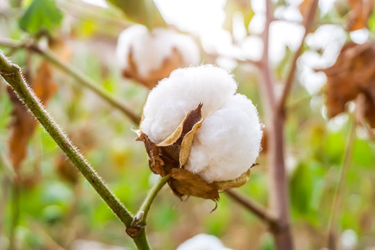 Cotton Grown in Rural Farmland