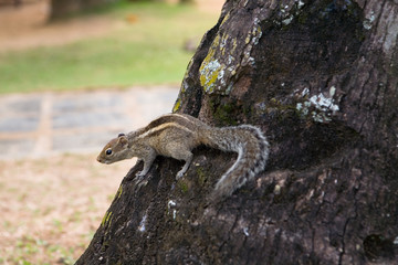 A fluffy palm squirrel sits on a tree.