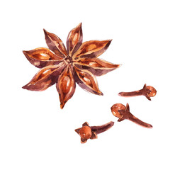Star anise, badian, allspice, brown aromatic seed spice. Watercolor illustration isolated on white background 