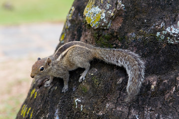 A fluffy palm squirrel sits on a tree.