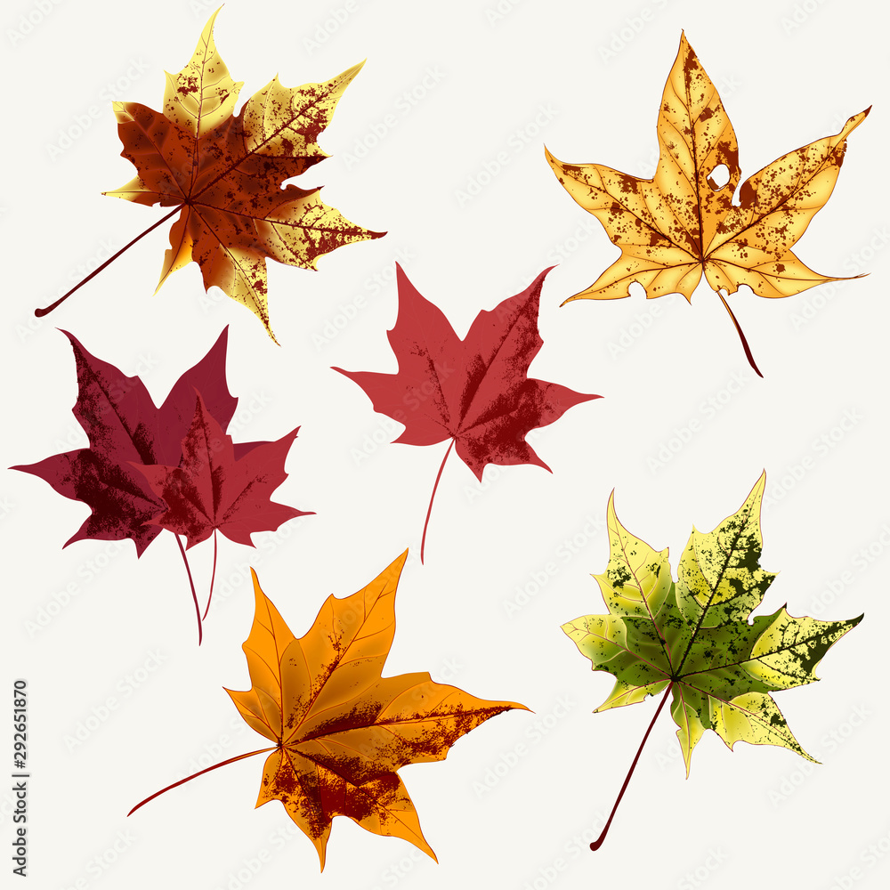 Aufkleber set of vector maple leaves for design