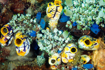 Ascidians, Polycarpa aurata, Sulawesi Indonesia.