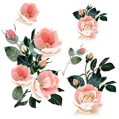 Muurstickers Rozen Set van vector roze rozen voor design
