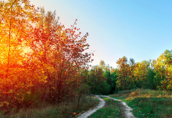 Autumn landscape woods and curve road.