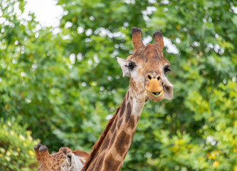 Obraz premium A close-up of a giraffe in a Shanghai safari park