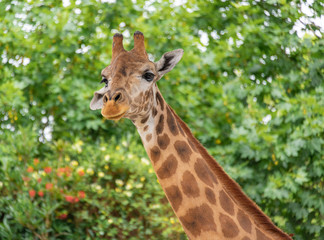 A close-up of a giraffe in a Shanghai safari park