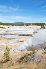 Norris geyser basin