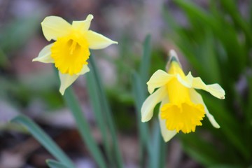 Fleurs jaunes rencontrées au fil de mes balades