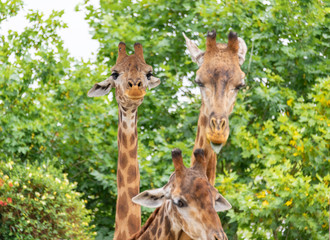 A close-up of a giraffe in a Shanghai safari park