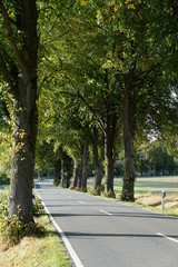 Avenue road with old trees in germany bexterhagen