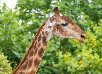 Naklejka na ściany i meble A close-up of a giraffe in a Shanghai safari park