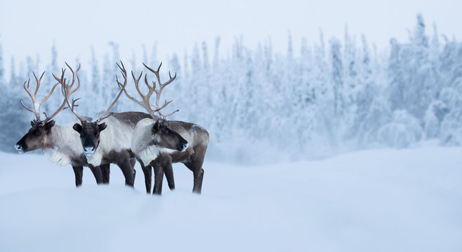 Big Male Deers In Winter Forest