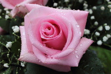 eine rosa Rose