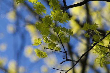 green yellow lightning leaves on a tree in spring blue sky