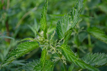 green grass. nettle leaves