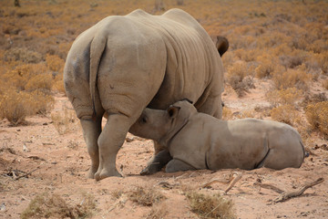Nashornmutter mit Jungem