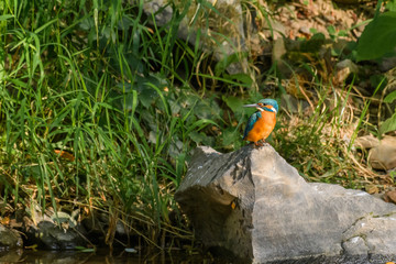 Eisvogel