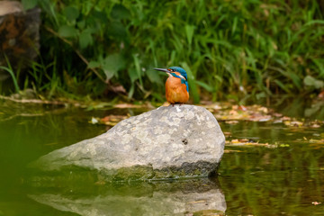 Eisvogel
