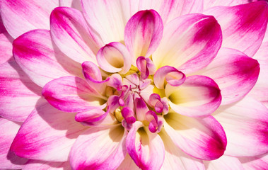Dahlia flower