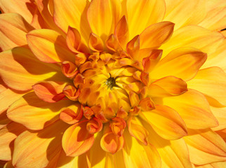 Dahlia flower