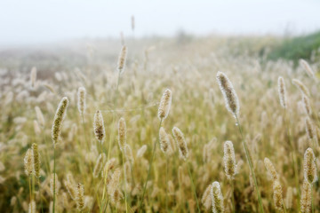 Foggy morning at scenic high grass meadow.