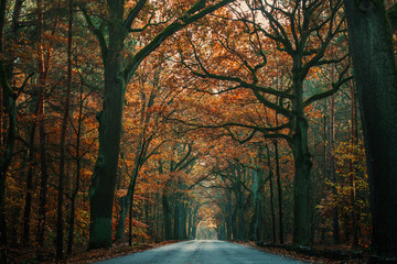 vanishing asphalt road through autumn forest