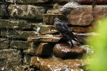 a wet dove stands on a stone by the waterfall. hot weather. global heat.