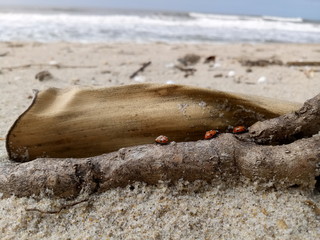 driftwood on beach