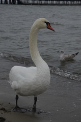 cygnus, ptactwo, woda, jezior, biała, charakter, zwierzak, dzika natura, rzeka, belfer, beuty, pływanie, piękne, ptactwo, pierze, pierze, zwierzak, cygnus, pływanie, adorning, dzika, 