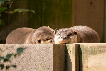 仲良く寝るカワウソ