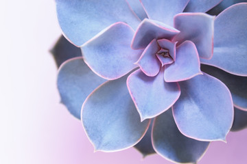 Purple perl succulent