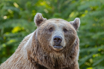 Brown Bear