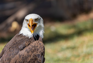 White Headed  Eagle Portrait.