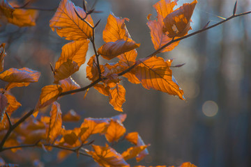 Close-up of translucent yellow, orange, autumn leaves on a dry branch, bokeh, depthoffield