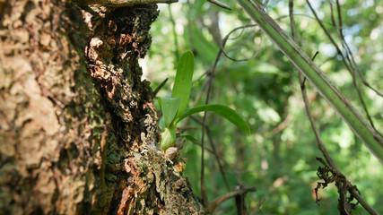 Green trees on the green forest.