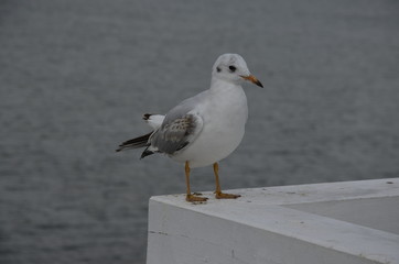 mewa , dzika mewa , biała mewa , Sopot plaża , molo Sopot