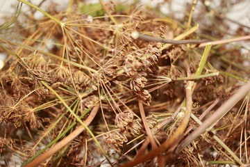 dill seeds in the garden
