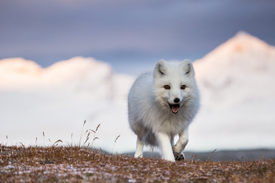 Lis polarny w promieniach zachodzącego słońca