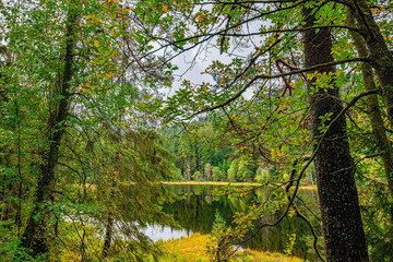 Fototapeta na wymiar The hidden lake, Herrenwieser See, Black Forest, Germany