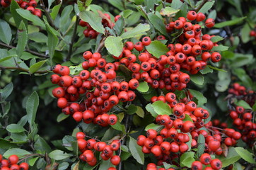 jarzębina , czerwona jarzębina ,  czerwona jarzębina ,