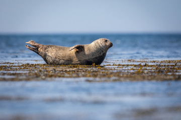 Common seal in Shetland