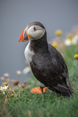 A Scottish Puffin looking splendid