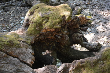Butterfly valley, Petaloudes, Rhodes island, Greece.
