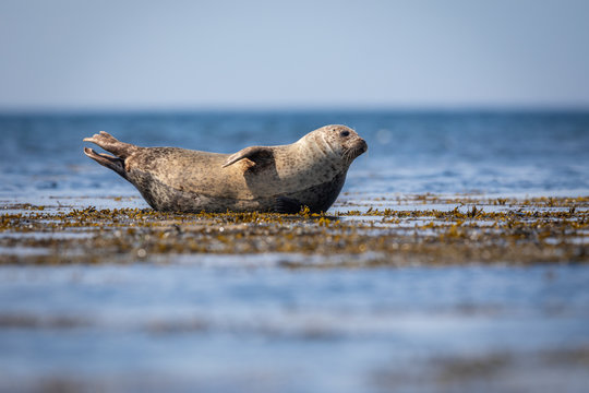 Common Seal In Shetland