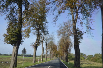 drzew, krajobraz, charakter, niebo, bory, jary, drzew, droga, jesienią, gras, blękit, pola, zieleń, countryside, kraj, obszarów wiejskich, park, drewna, chmura, pora roku, hayfield, brzoza, nasłoneczn © Szymon