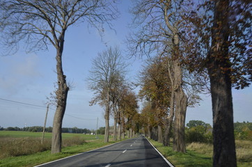 drzew, krajobraz, charakter, niebo, bory, jary, drzew, droga, jesienią, gras, blękit, pola, zieleń, countryside, kraj, obszarów wiejskich, park, drewna, chmura, pora roku, hayfield, brzoza, nasłoneczn © Szymon