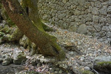 Butterfly valley, Petaloudes, Rhodes island, Greece.