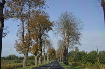drzew, krajobraz, charakter, niebo, bory, jary, drzew, droga, jesienią, gras, blękit, pola, zieleń, countryside, kraj, obszarów wiejskich, park, drewna, chmura, pora roku, hayfield, brzoza, nasłoneczn © Szymon